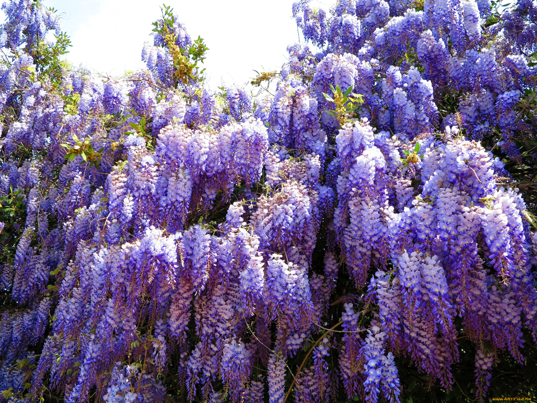 Wisteria sinensis Глициния китайская